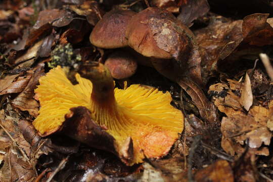 Image of Golden-gilled bolete