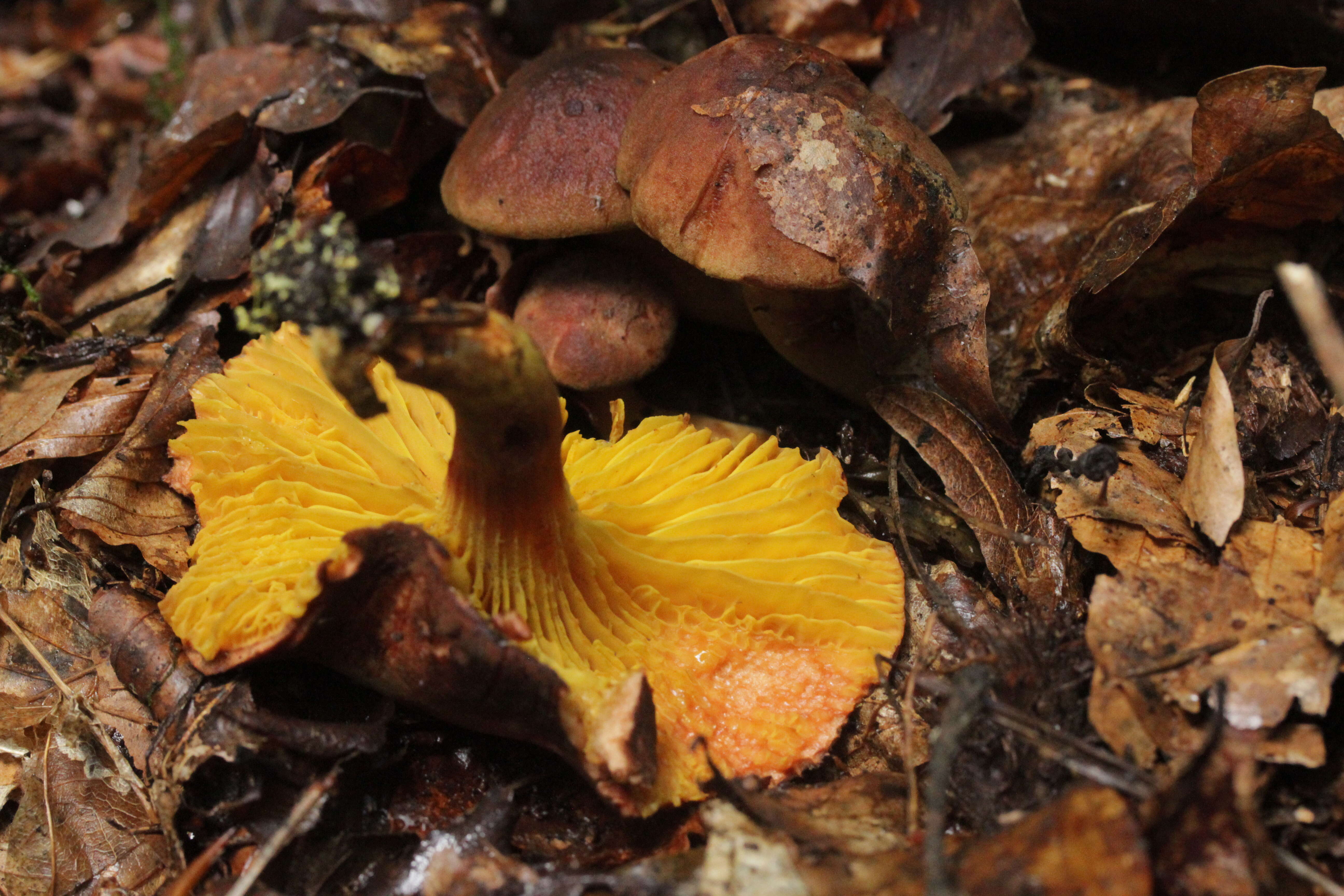 Image of Golden-gilled bolete