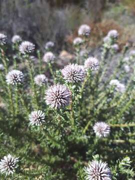 Image of Stoebe leucocephala DC.