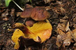 Image of Golden-gilled bolete