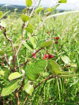 Imagem de Cotoneaster melanocarpus G. Loddiges