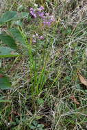 Image of Allium sacculiferum Maxim.