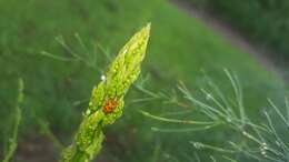 Image of Spotted asparagus beetle