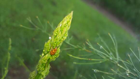 Image of Spotted asparagus beetle