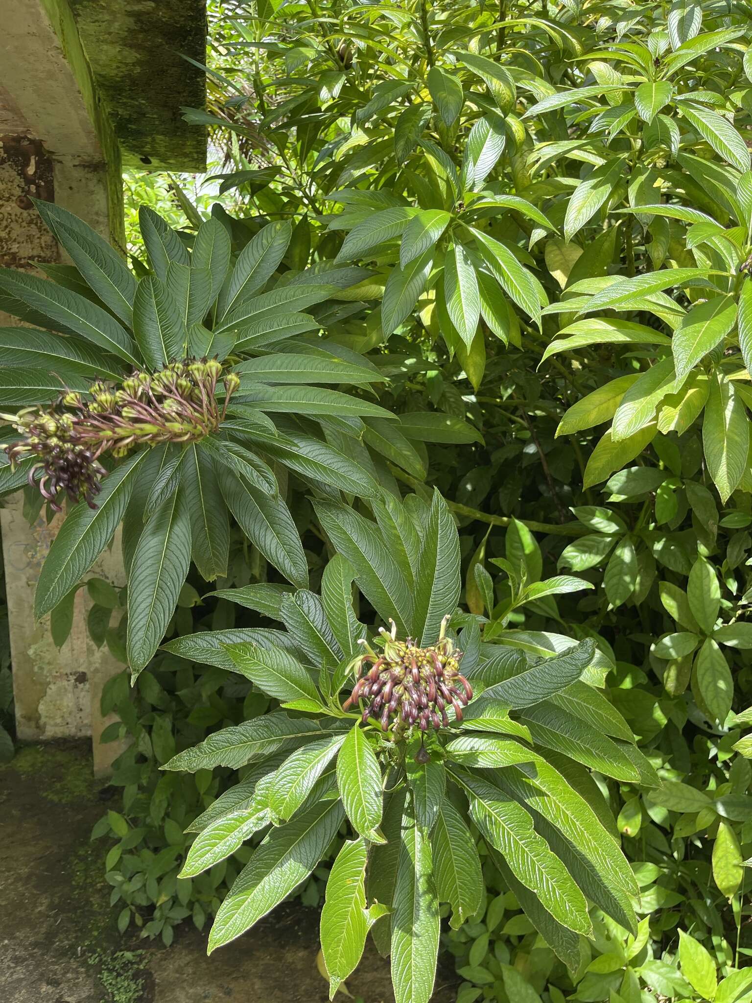 Image de Lobelia portoricensis (Vatke) Urb.