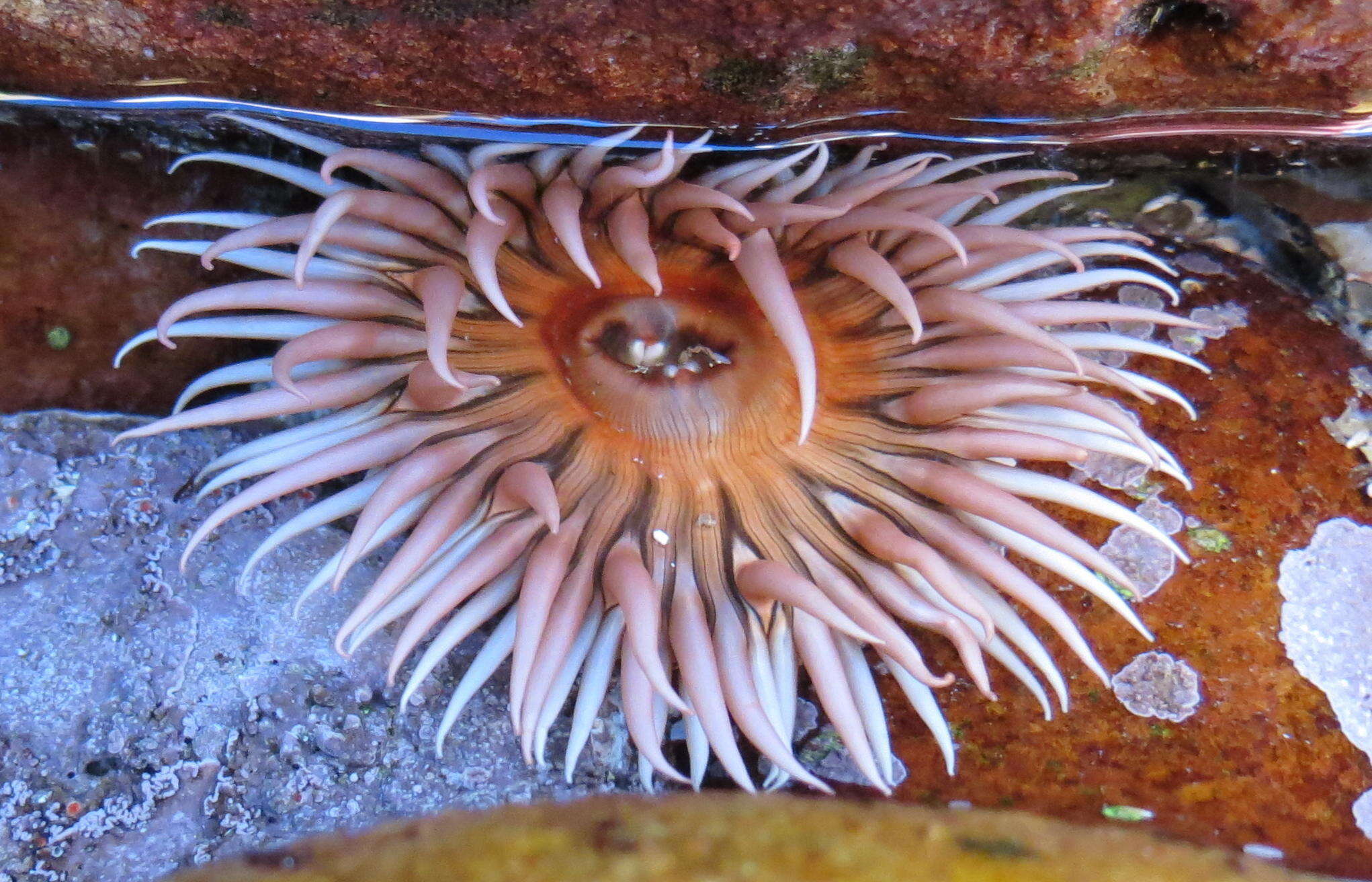 Image of Sandy anemone