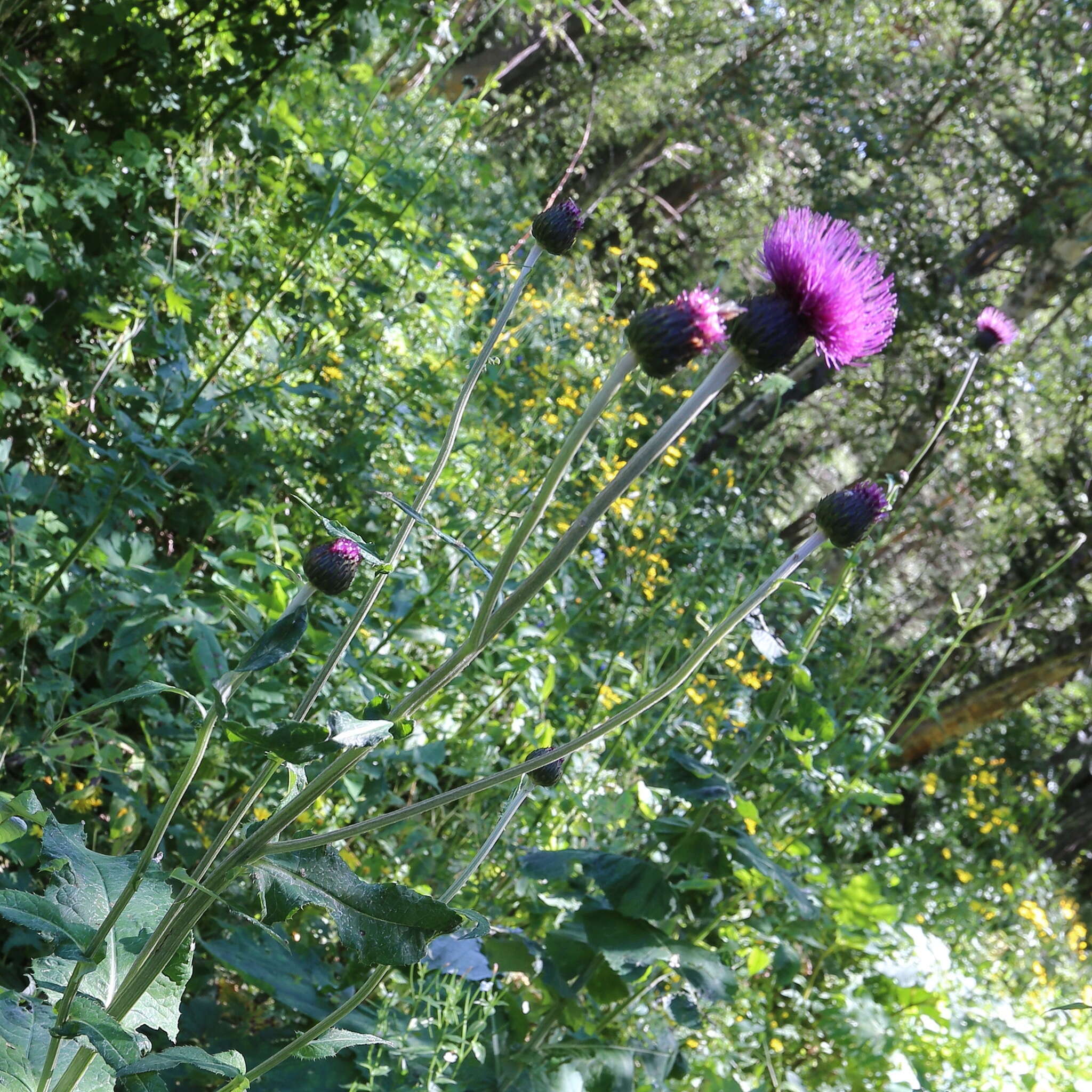 Слика од Cirsium dealbatum Bieb.