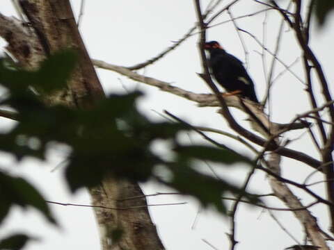 Image of Southern Hill Myna