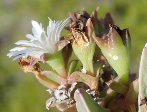 Image of Delosperma