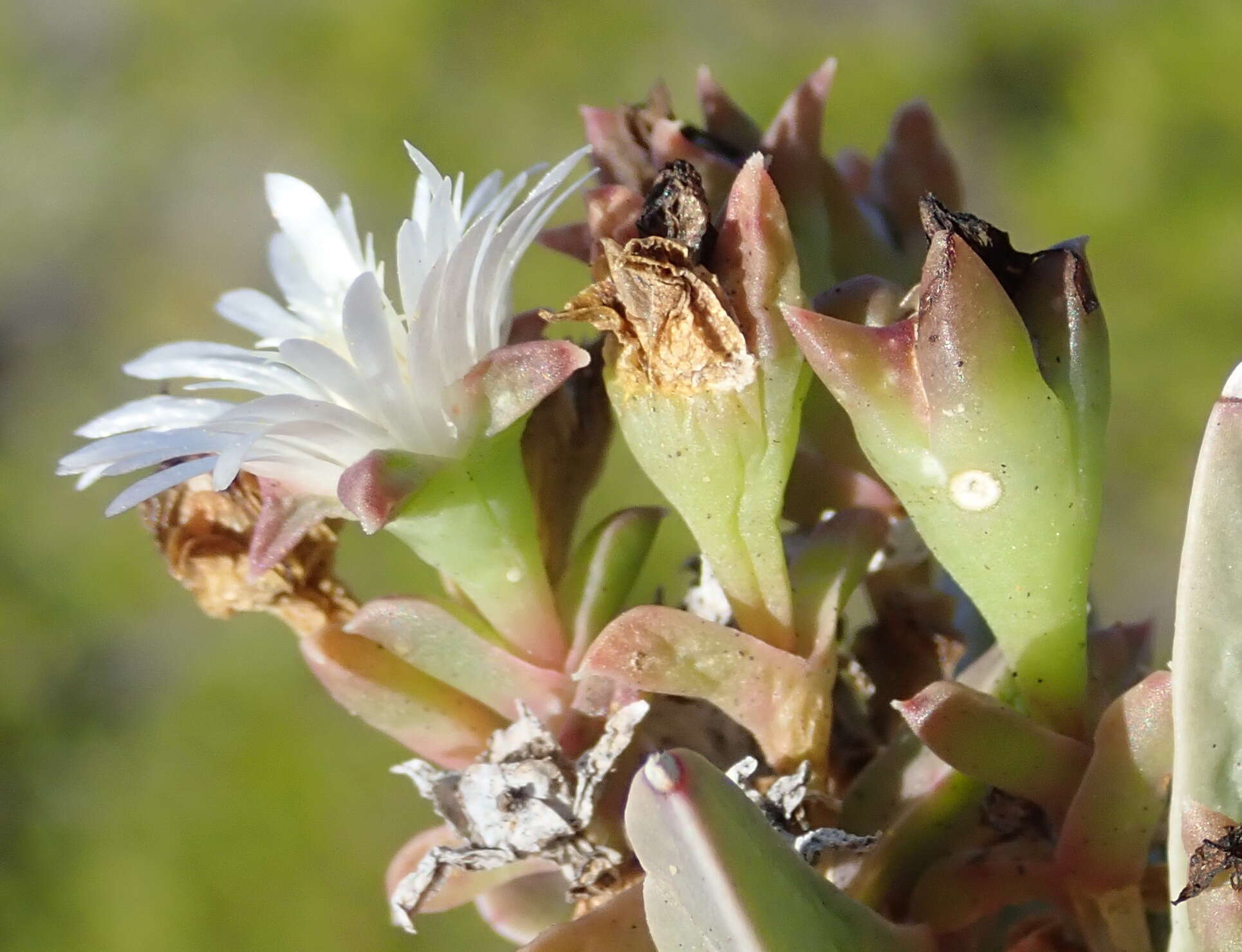 Imagem de Delosperma litorale (Kensit) L. Bol.