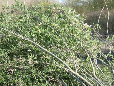 Imagem de Salix purpurea L.