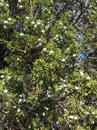 Sivun Juniperus californica Carrière kuva