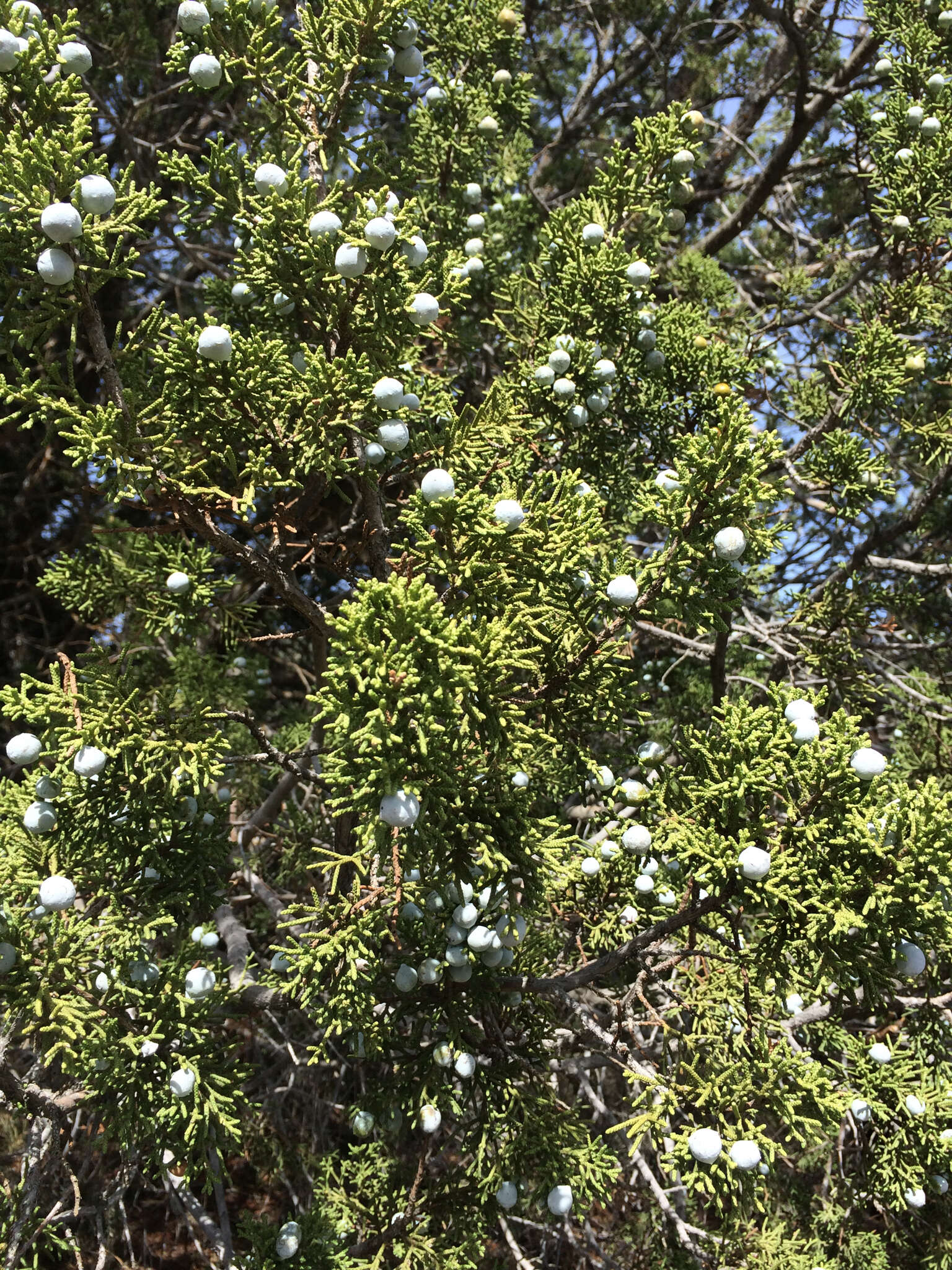 Imagem de Juniperus californica Carrière