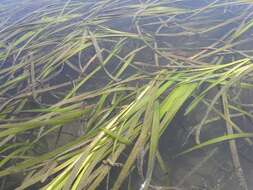 Image of Eelgrass