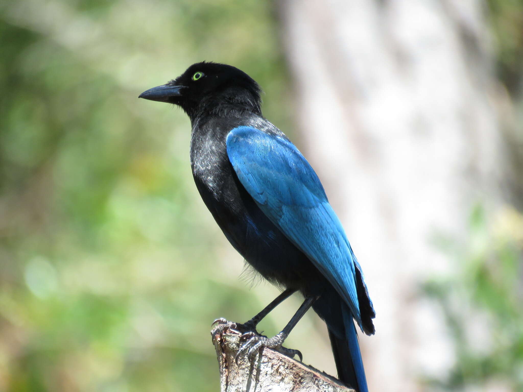 Image of Bushy-crested Jay