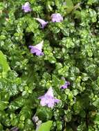 Strobilanthes rankanensis Hayata resmi