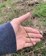 Image of Southern Umbrella Sedge