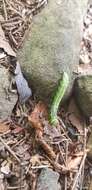 Image of Variable Oakleaf Caterpillar Moth