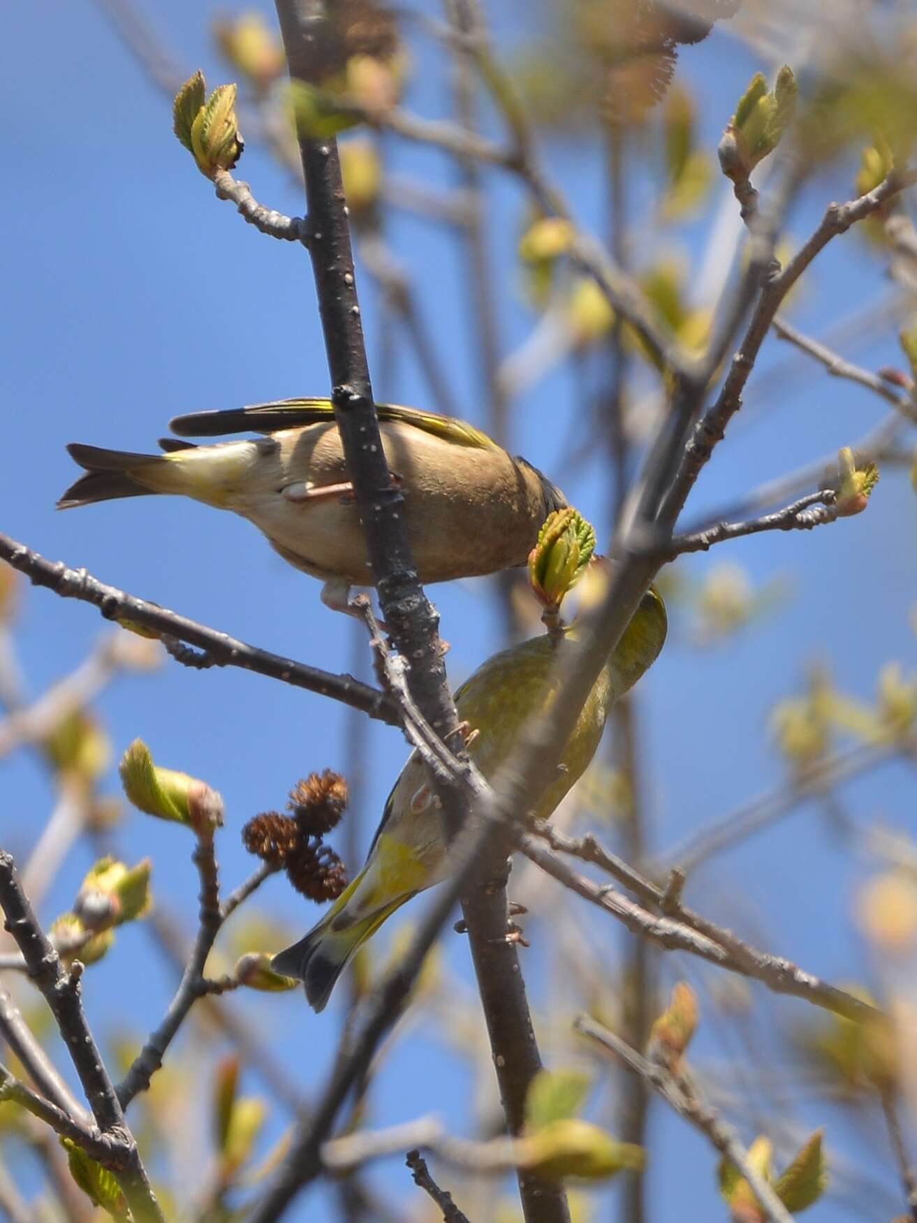 Image of Chloris sinica kawarahiba (Temminck 1836)