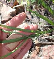 Freesia corymbosa (Burm. fil.) N. E. Br. resmi