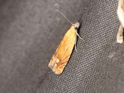 Image of Lathronympha