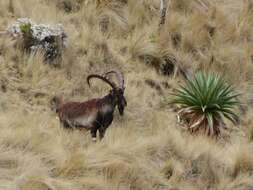 Image of Walia Ibex