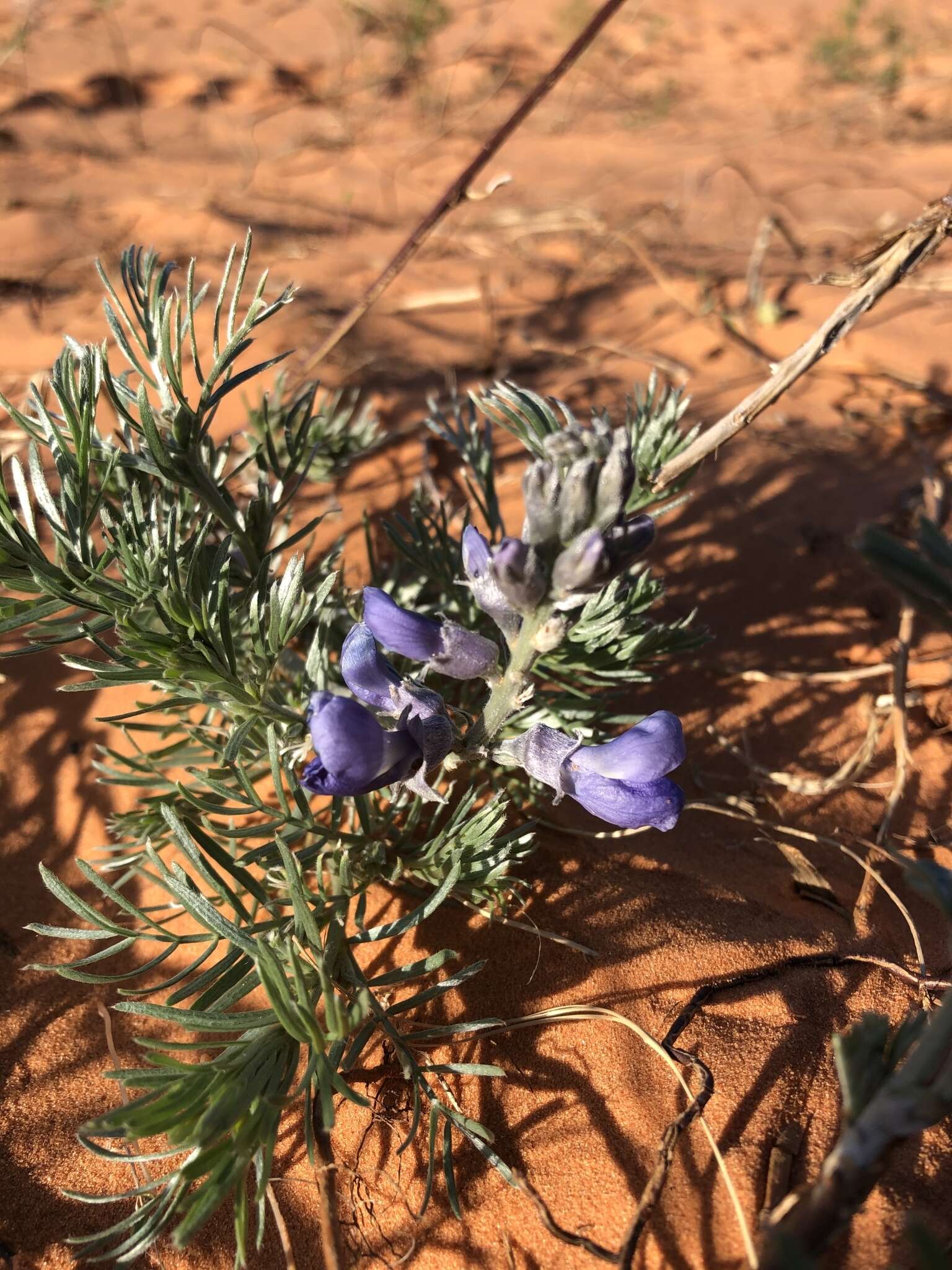 Слика од Sophora stenophylla A. Gray