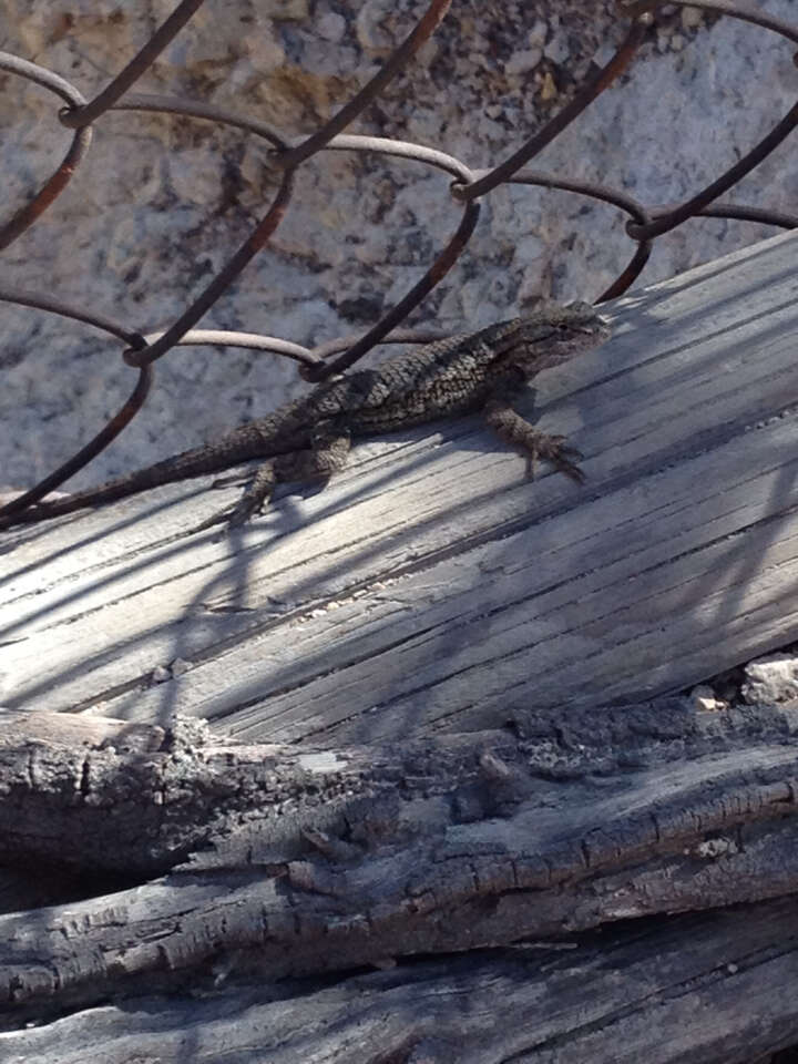 Sceloporus occidentalis longipes Baird 1858 resmi