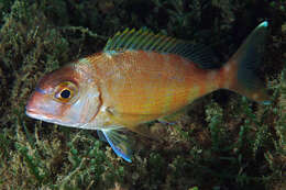 Image of Common Sea Bream