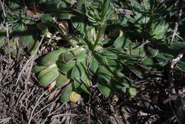 Image of Stylidium maitlandianum E. Pritz.