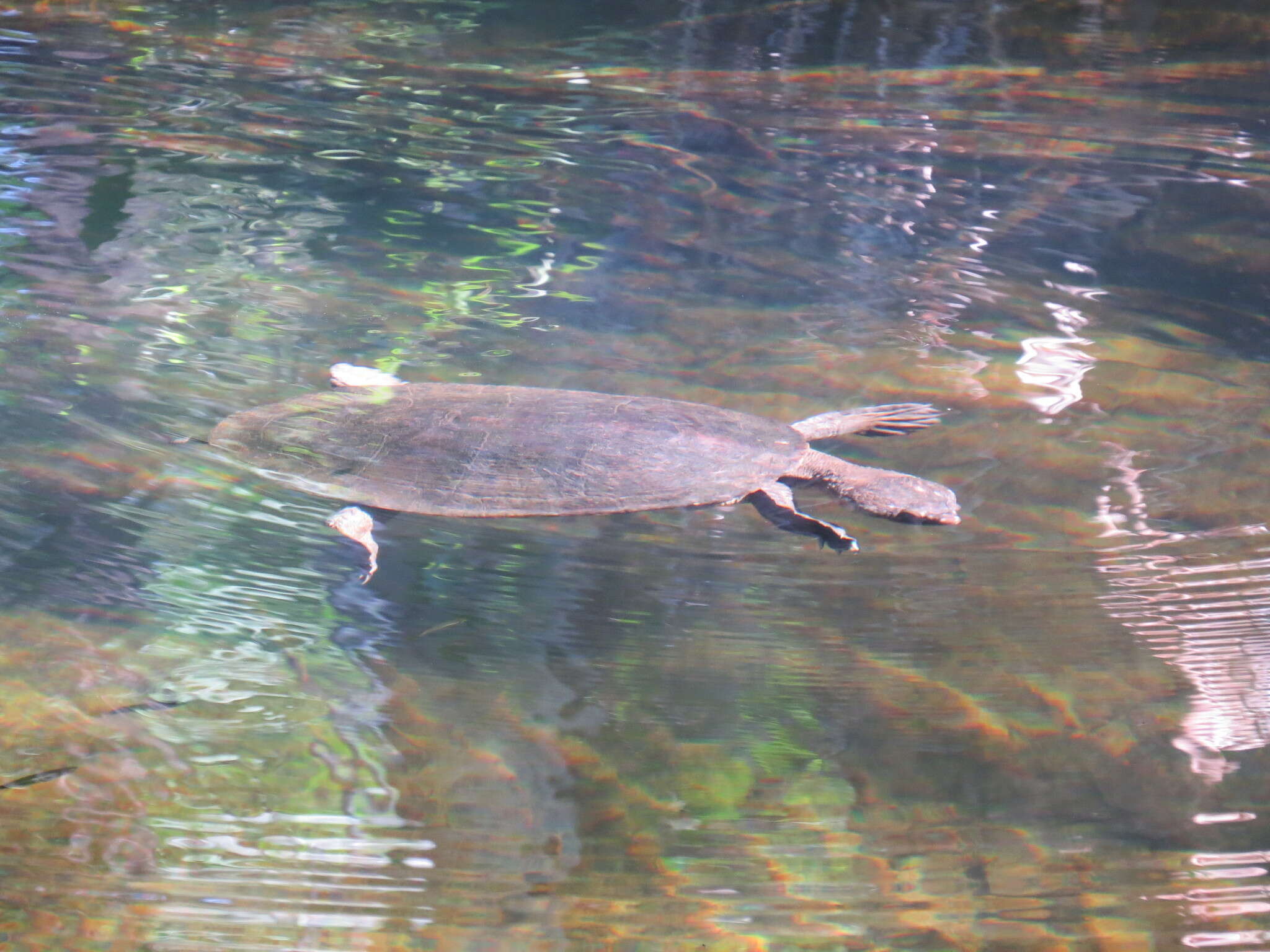 Image of Northern Australian Snapping Turtle