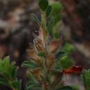 Image of large bronze bush-pea