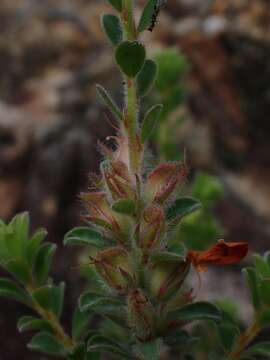 صورة Pultenaea ferruginea Rudge