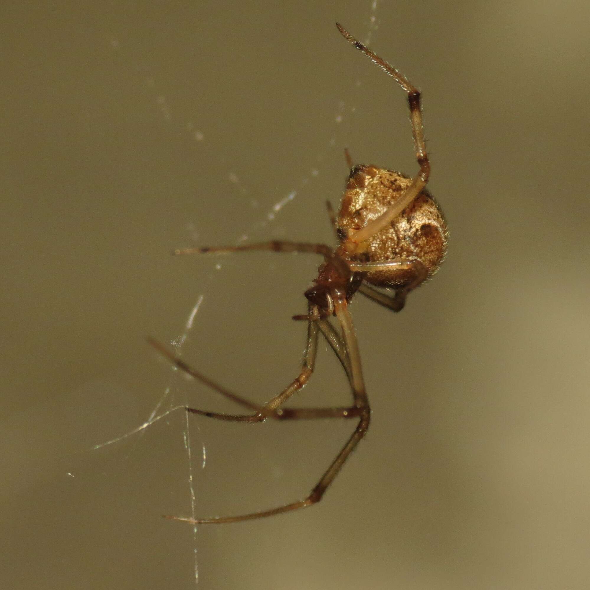 Image of Parasteatoda