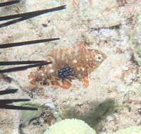 Image of Geoffroy's wrasse