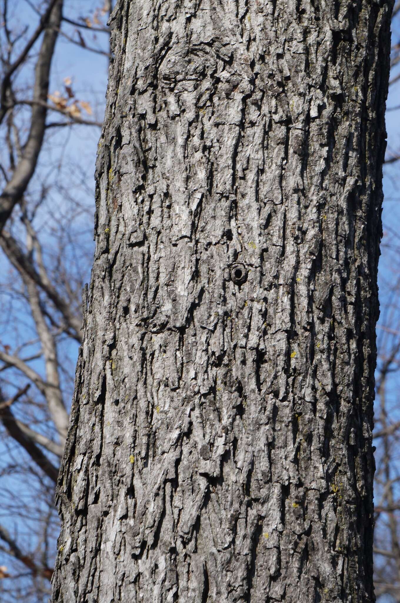 Image of Carya glabra (Mill.) Sweet