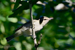 Слика од Vireo magister (Baird & SF 1871)