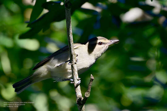 Imagem de Vireo magister (Baird & SF 1871)