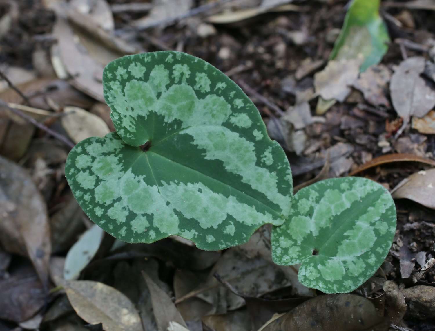 Image of Asarum nipponicum Maekawa