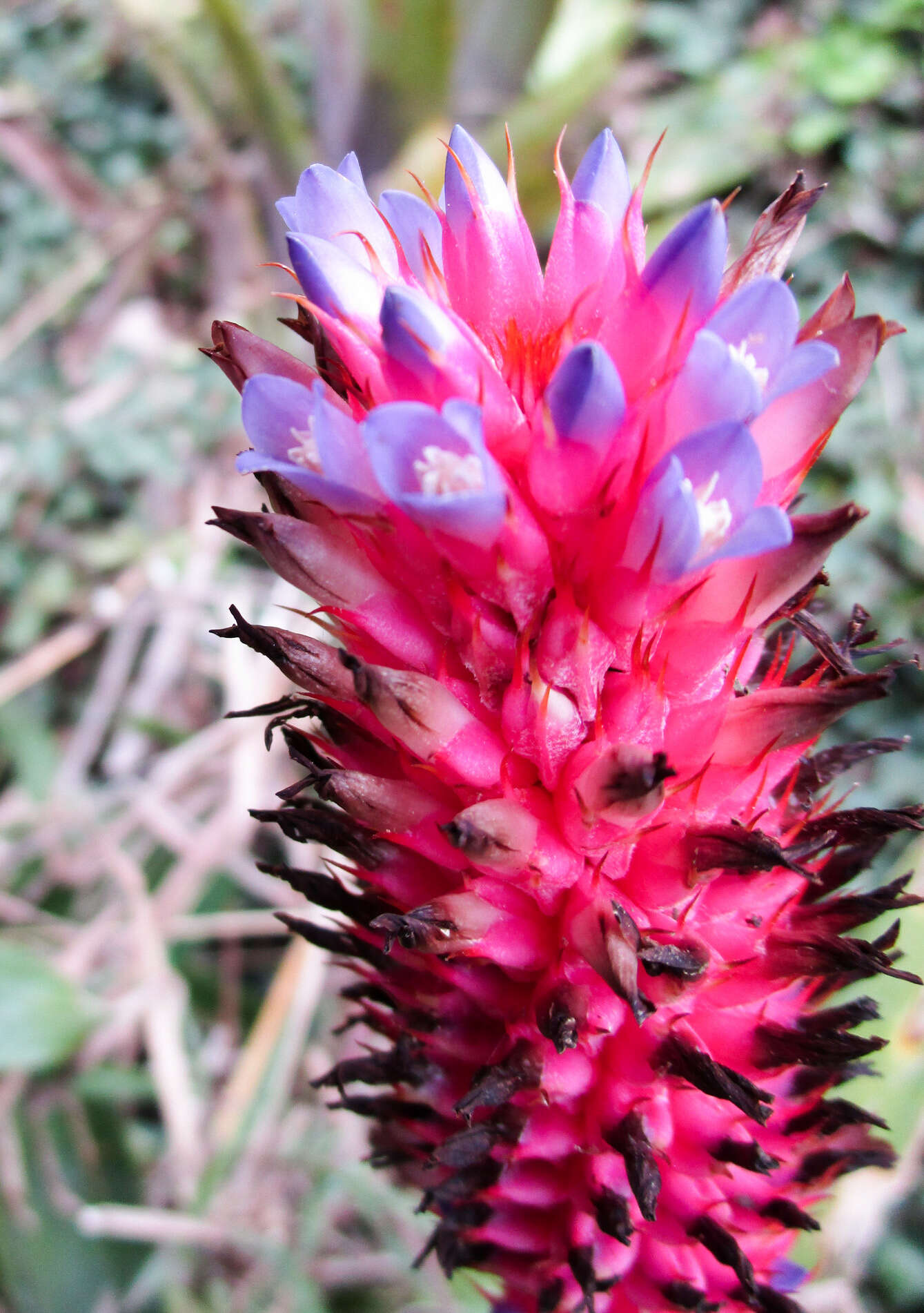 Aechmea bocainensis E. Pereira & Leme的圖片