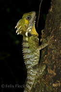 Image of Lophosaurus boydii (Macleay 1884)