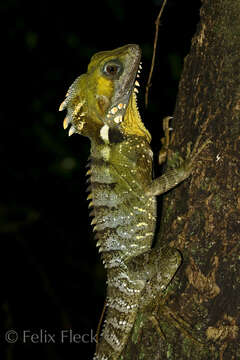 Image of Lophosaurus boydii (Macleay 1884)