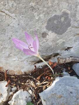 Image of Colchicum haynaldii Heuff.