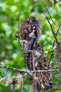 Image of Andean Potoo