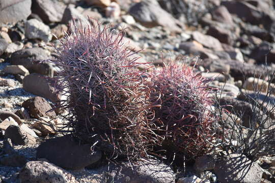 Image of Ferocactus gracilis subsp. tortulispinus