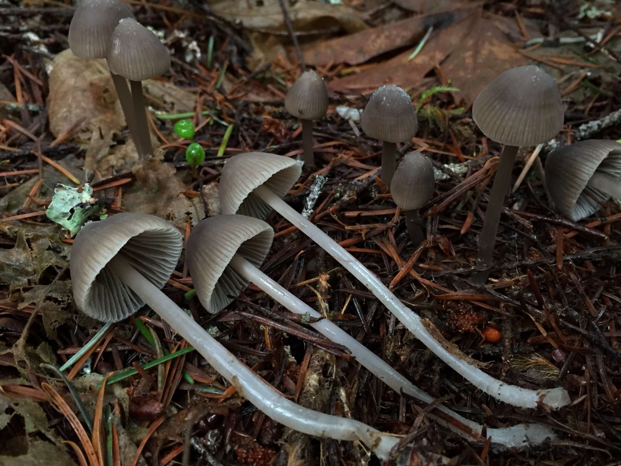 Image of Mycena robusta (A. H. Sm.) Maas Geest. 1988