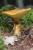 Image of Suillus grevillei (Klotzsch) Singer 1945