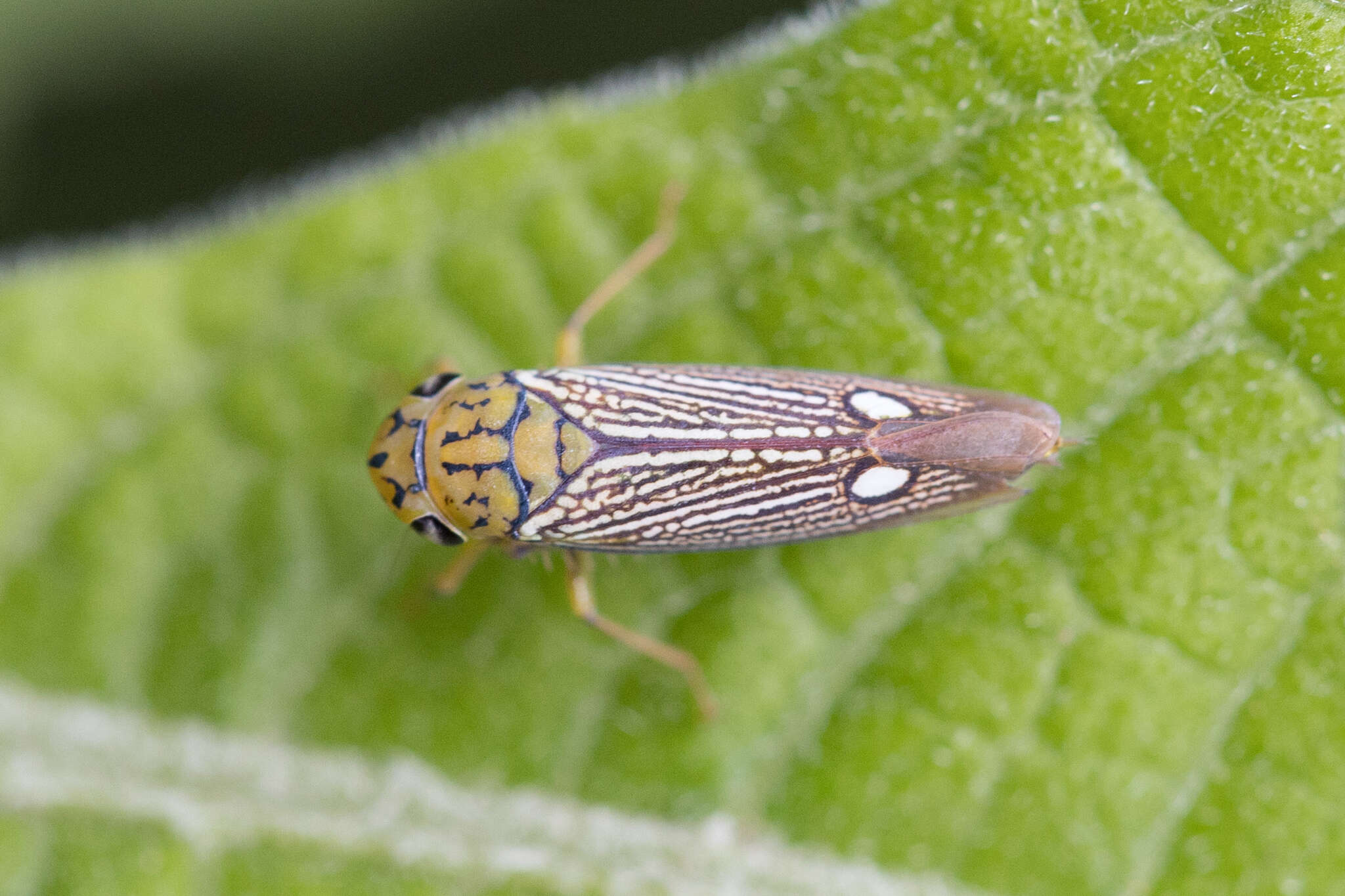 Parathona gratiosa (Blanchard 1840) resmi