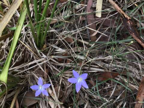 Wahlenbergia capillaris (G. Lodd.) G. Don resmi