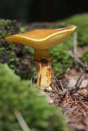 Image of Suillus grevillei (Klotzsch) Singer 1945